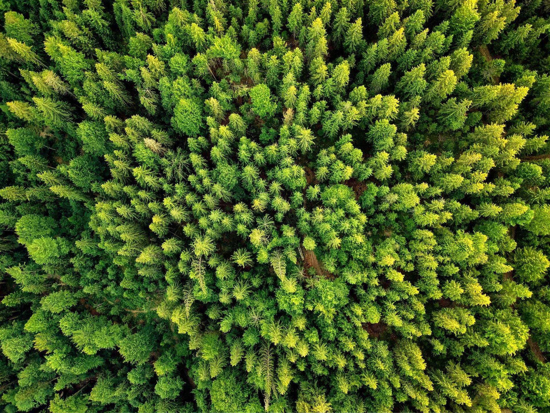 Birdseye view of forest