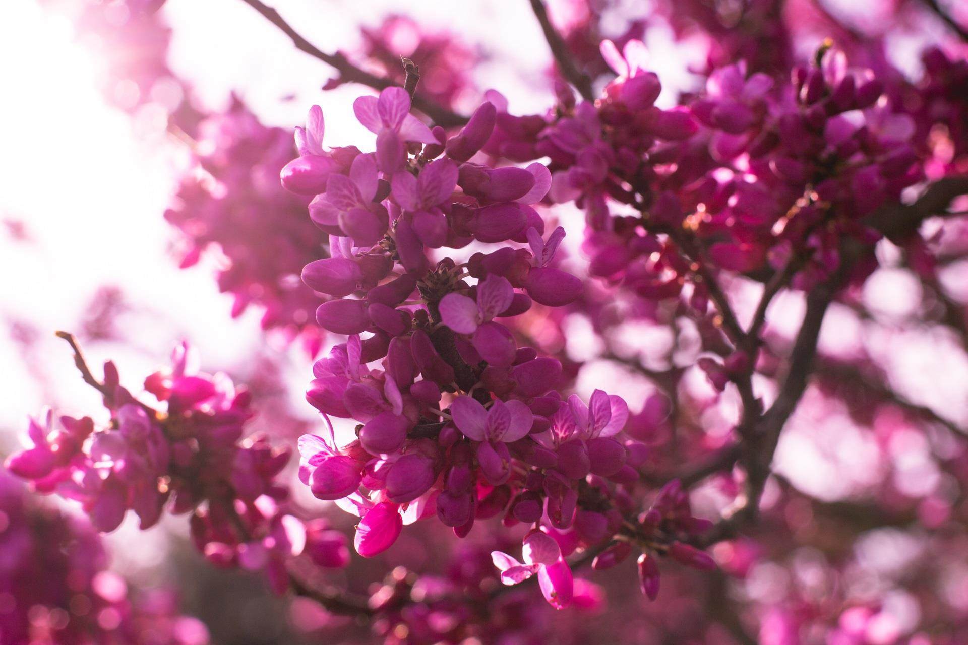 shutterstock 1049780150